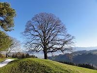  16. Januar 2011 - auf einem kleinen Spaziergang bei Oberegg haben wir diesen schönen Baum getroffen